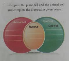 Check spelling or type a new query. Compare The Plant Cell And The Animal Cell And Complete The Illustration Given Below Brainly In