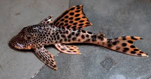 Luís Reginaldo Ribeiro Rodrigues