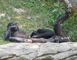 ファイル:Bonobo 001.jpg - Wikipedia