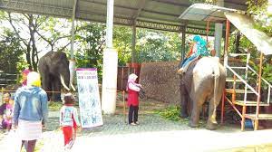 Lokasi tepatnya bonbin mangkang ini berada di perbatasan kota semarang(smg), itulah mengapa kebun binatang ini terbilang sangat ramai oleh pengunjung yang datang dari daerah setempat. Libur Natal Kebun Binatang Mangkang Semarang Diserbu 6 004 Wisatawan Tribun Jateng