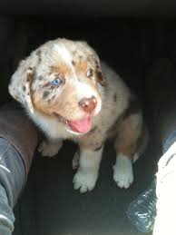 This agile and powerful breed does best in. New Australian Shepherd Mix Puppy Help On Determining Breed Puppy Forum And Dog Forums