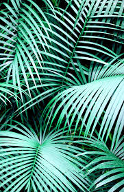 Pin By The One I Love Nyc On Beauty In Objects Green Backgrounds Green Nature Tropical