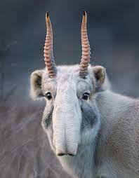 Saiga Antelope Have Survived Since The Ice Ages The Species Has Shared The World With Woolly Mammoths And Saber Toothed Ca Animals Weird Animals Rare Animals