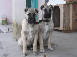 En Guzel Kangal Resimleri