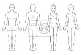 The vagina, also called the birth canal, leads to your uterus. Male And Female Body Chart Wandsticker Ansehen Schaufensterpuppe Menschen Myloview De