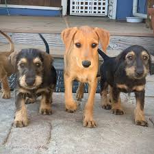 We provide information on spay/neuter, training and behavior modification. Mission Bay Puppy Rescue Home Facebook