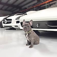 While there are facebook groups, reddit pages and other online blogs dedicated to reporting puppy farms and. Texas French Bulldogs Home Facebook