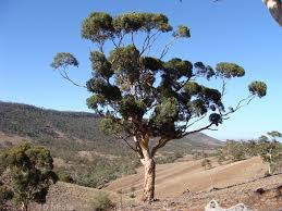 Eucalyptus Cladocalyx Sugar Gum At Hancocks Lookout Near Wilmington In The Flinders Ranges Of South Australia Trees To Plant Tree Hugger Landscape