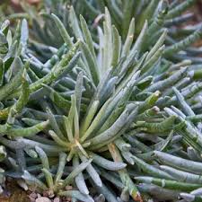 Image result for Senecio forbesii