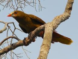 Image result for Ozoroa viridis