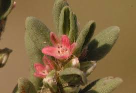 Image result for Portulaca kermesina