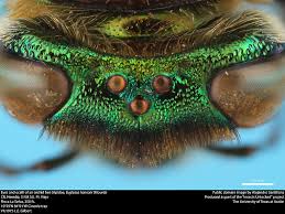 Image result for Isoglossa ciliata