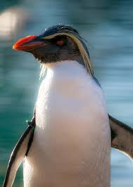 About 21 inches tall, or less than 2 feet. Rockhopper Penguin Bird Facts Eudyptes Chrysocome Az Animals