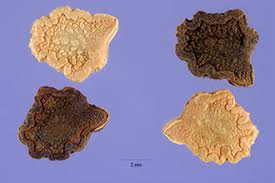 Image result for Asystasia