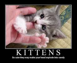 Inspirational Cat Quotes Quotesgram