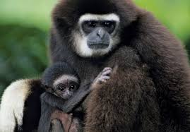 Gibón de mueller in spanish. Gibbon Facts Britannica