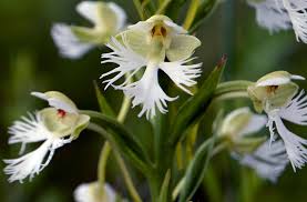 Image result for Tephrosia argyrolampra