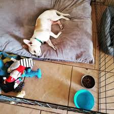 Village animal clinic serves pets and their owners in the phoenix area. Family Vetcare Of Chandler 69 Photos 105 Reviews Veterinarians 5995 W Chandler Blvd Chandler Az Phone Number