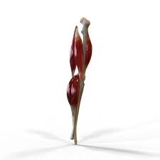 Human Knee Joint Anatomy Animation 3d Model Knee Joint Anatomy Joints Anatomy Human Knee