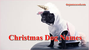 A popular holiday season flower angel angelica antler arctic aspen astra aubin aurora avalanche baba: Christmas Dog Names Inspired By Winter Season