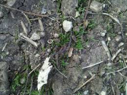 Grass starter will instantly place a patch of grass when used on the ground. Dormant Lawn Seeding