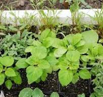 Nicotiana - Diana's mooie moestuin