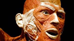 Popular 'Body Worlds' exhibit returns