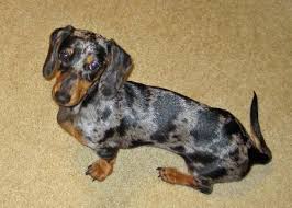 Black And Tan Silver Dapple Dachshund 21 Dachshunds With The Most Beautiful Coat Patterns The Last One Wow Page 2 The Paws In 2020 Dapple Dachshund Dapple Dachshund Miniature Silver Dapple Dachshund
