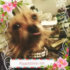 Maybe you would like to learn more about one of these? Pet Adoption In Northwood Yelp