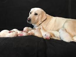 Find the perfect puppy for sale in springfield, missouri at next day pets. Pin On White Yellow Labrador Puppies Dogs Lab Puppy