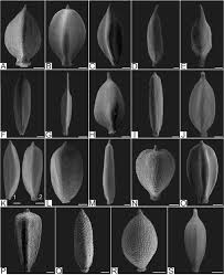 Image result for Pycreus mundtii