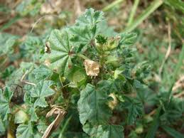 Image result for Malva parviflora
