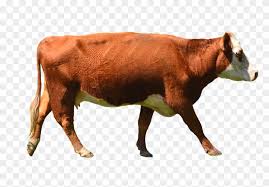 Check spelling or type a new query. Cow Png Stock Photo 0010 Complete Cutout By Annamae22 Brown Cow Png Clipart 574639 Pikpng