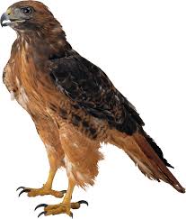 Check spelling or type a new query. Eagle Png Images Transparent Free Download Pngmart Com