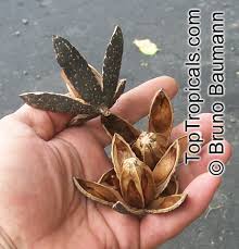 Image result for Cedrela