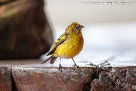 Image result for Canscora kirkii