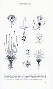 Image result for Eriocaulon abyssinicum