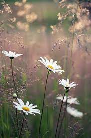 Pin By Elzbieta Maka On Zdjecia In 2021 Flowers Photography Nature Photography Wild Flowers