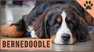 10 photos i recently lost my 13 year old bmd bogey. Bernedoodle Mix Of Poodle And Bernese Mountain Dog Youtube