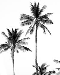 Black And White Palm Tree Pictures Black And White Palms From Hannahprewittphotography Palm Tree Photography Black And White Posters Black And White Beach