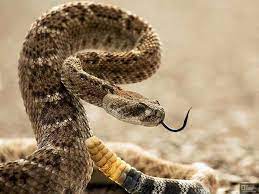 Sepierte Cascabel Snake Largest Snake Animals