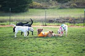 We carry puppies & kittens, all sold with our health guarantee. The 10 Best Places To Live For Dog Lovers Money Com