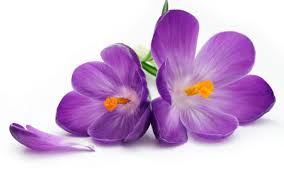 R�sultat de recherche d'images pour 