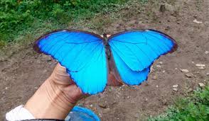 Mariposas Morpho Azul