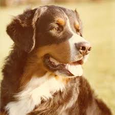 Maybe you would like to learn more about one of these? Bernese Mountain Dog Dog Breed Information