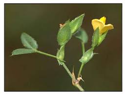 Image result for Zornia