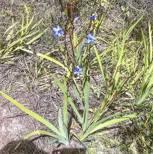 Image result for Aristea angolensis