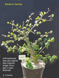 Image result for Sterculia rogersii