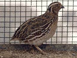 Kandang akan sangat menentukan perkembangan dan pertumbuhan serta produktifitas burung nantinya. Cara Merawat Burung Puyuh Lomba Supaya Bisa Rajin Bunyi