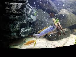 Labeotropheus Trewavasae Thumbi West In Balzlaune Mannchen Blau Vor Der Selbst Gegrabenen Laichgrube Und Weibchen Gelb Orang Malawi Aquarium Graben Laichen